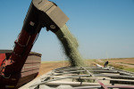 Harvesting Pulses