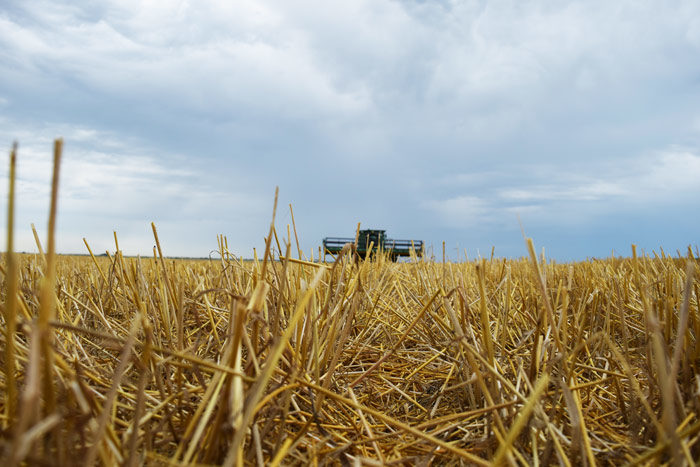Wheat-residue.jpg